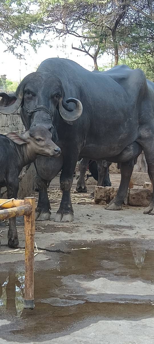 Taluka Jila Porbandar Gaon Mande R