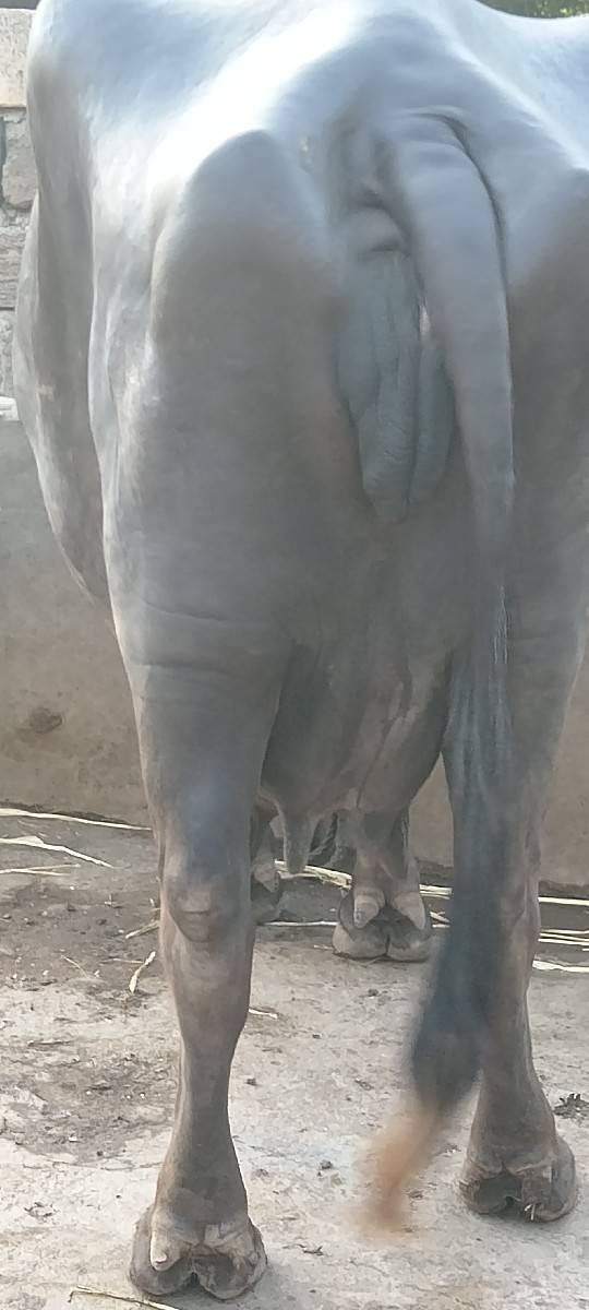 Taluka Jila Porbandar Gaon Mande R