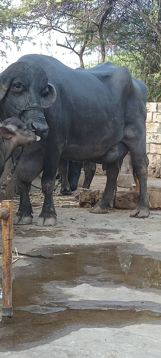 Taluka Jila Porbandar Gaon Mande R