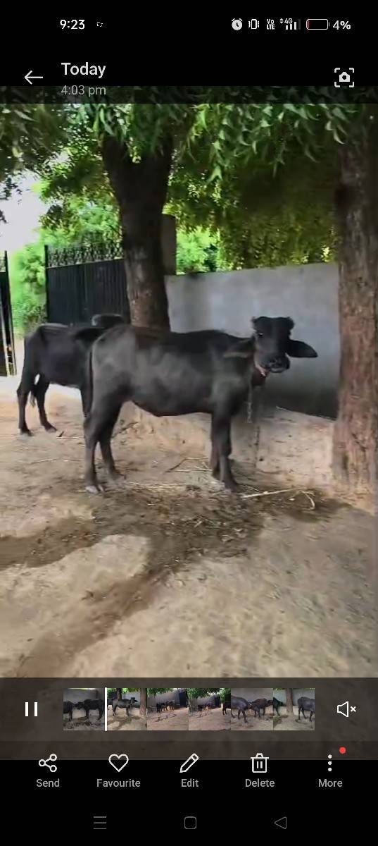6 પાડી બન્ની નશલ