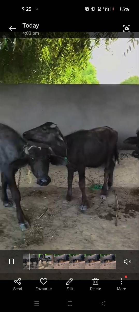 6 પાડી બન્ની નશલ