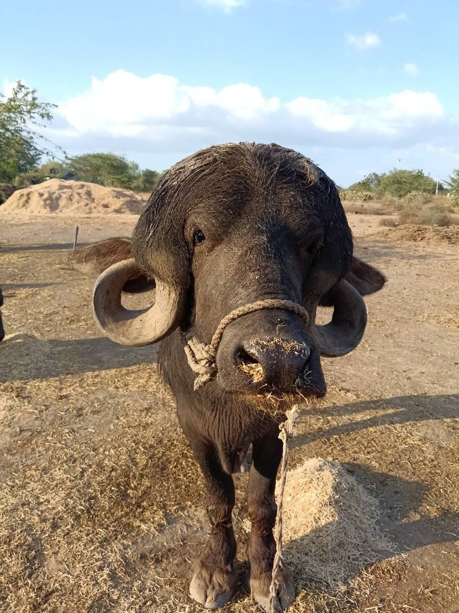 પાડો