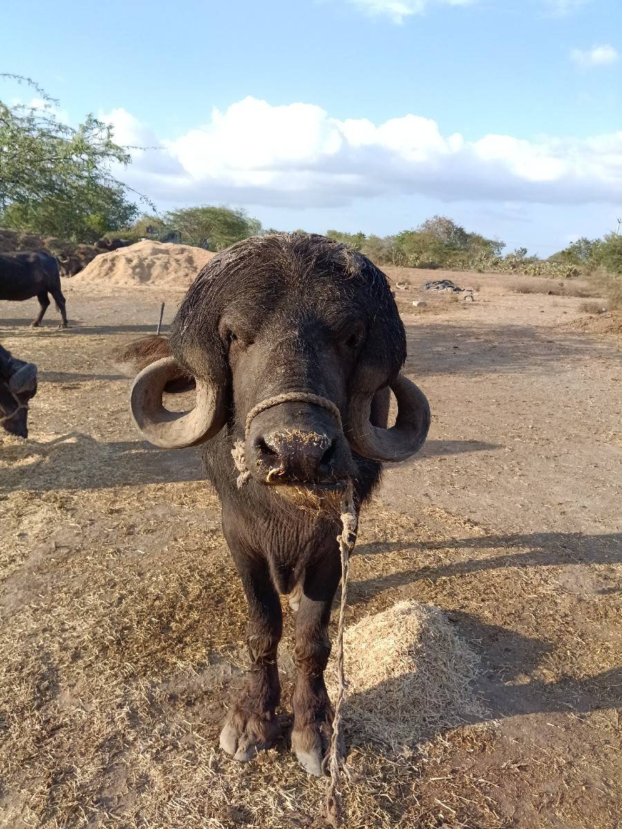 પાડો