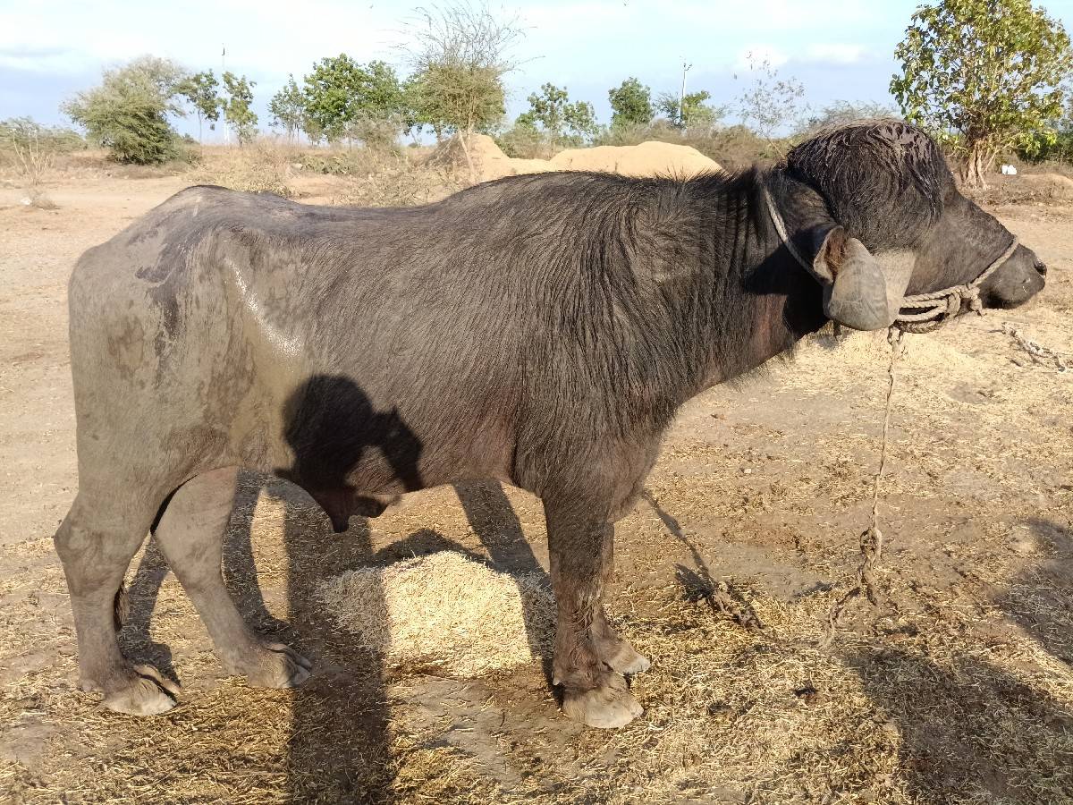 પાડો
