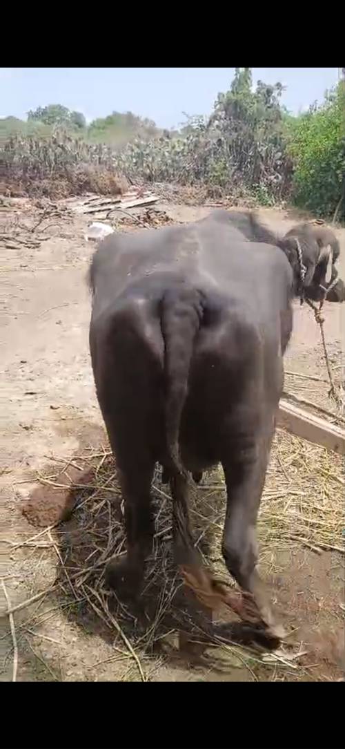 ભેંસ છે 22 દિવસ થિયા વિયાણી નીચે પાડો છે
