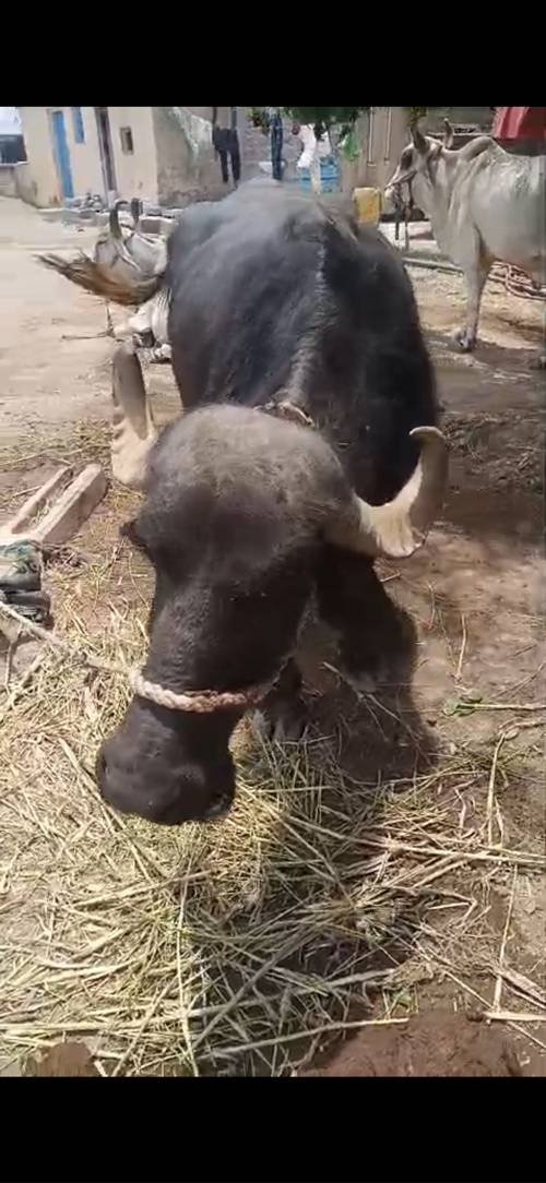 ભેંસ છે 22 દિવસ થિયા વિયાણી નીચે પાડો છે