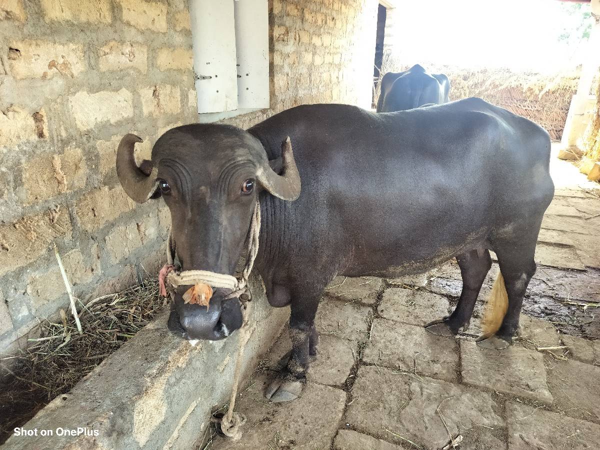 be bhesh vechvani 6