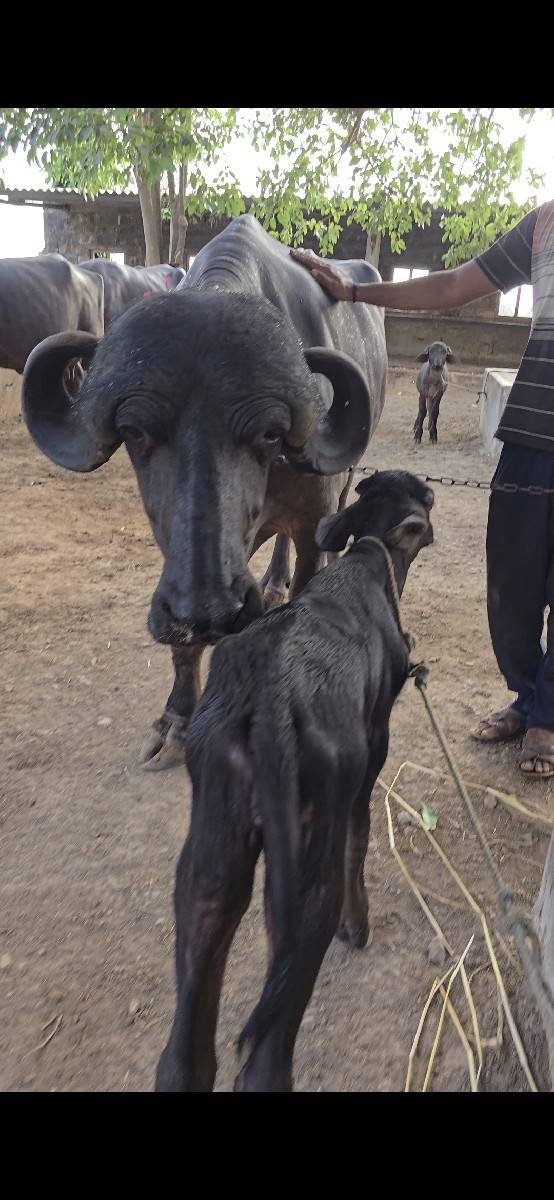 2 વ્યાનેલ ભેંસ વેચવાની છે