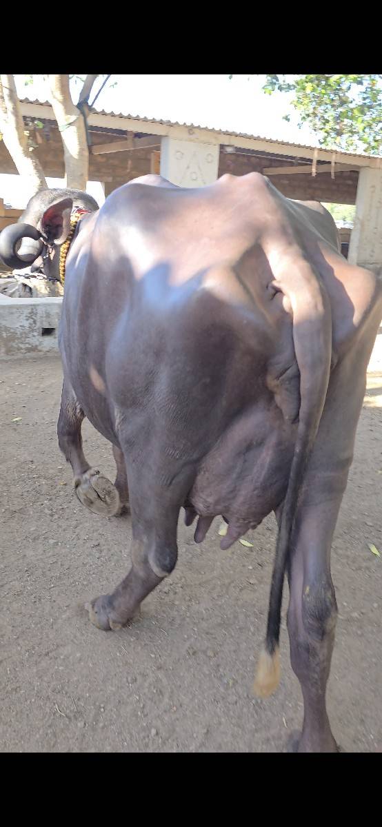 2 વ્યાનેલ ભેંસ વેચવાની છે
