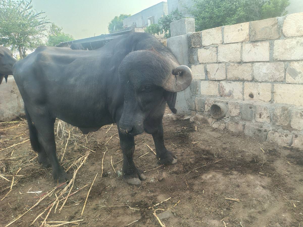 પાડો વેસ્વાની સે