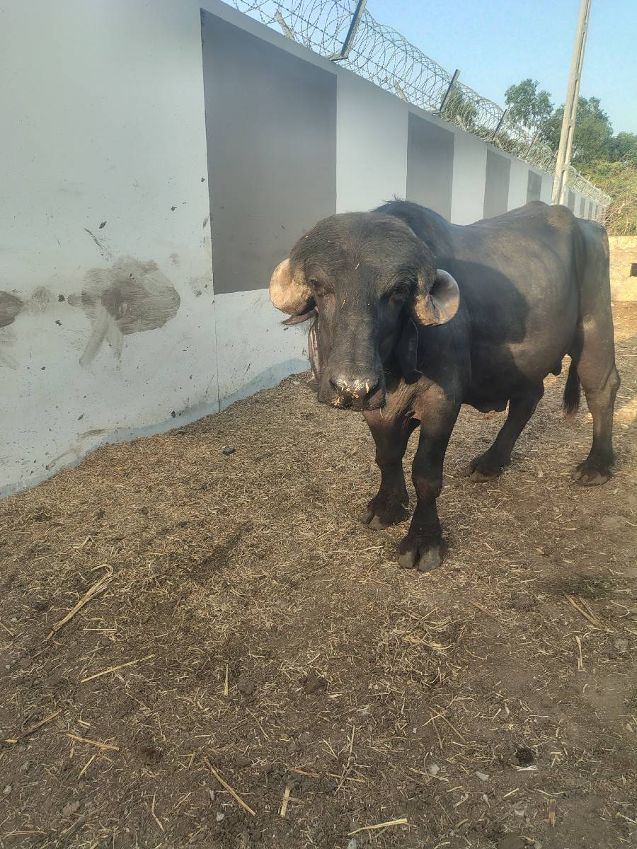 પાડો વેસ્વાની સે