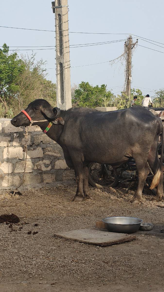 ખળેલી વેચવાની છે