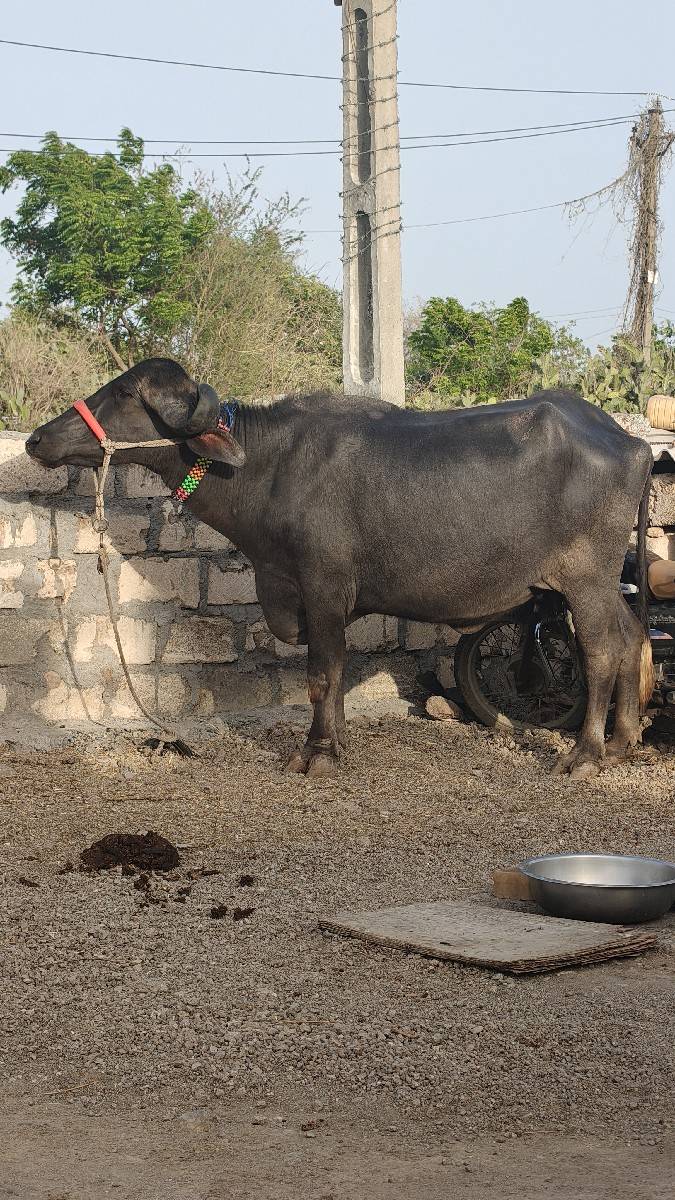 ખળેલી વેચવાની છે