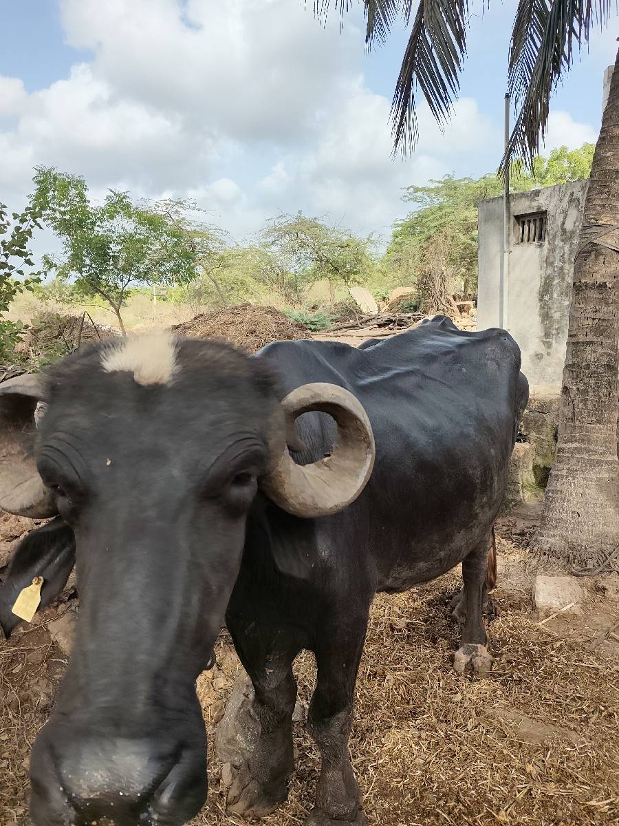 ભેસ બેસવાની સે
