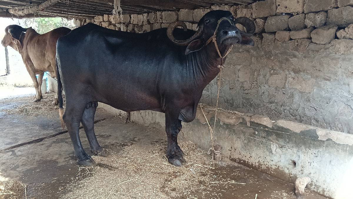 ભેંશ વેચવાની છે