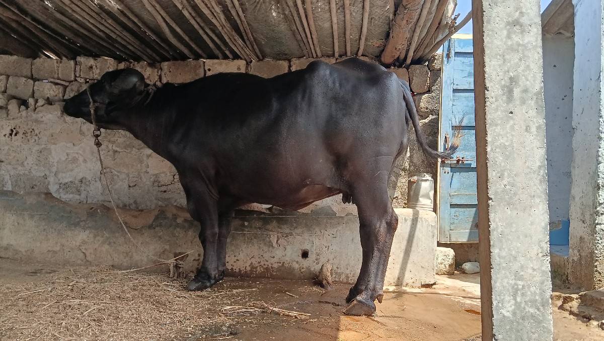 ભેંશ વેચવાની છે