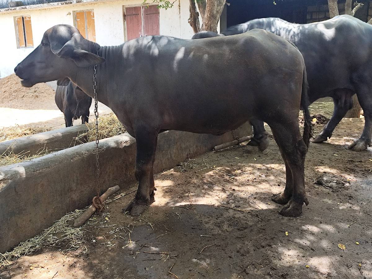 ખડેલી વેચવાની છે