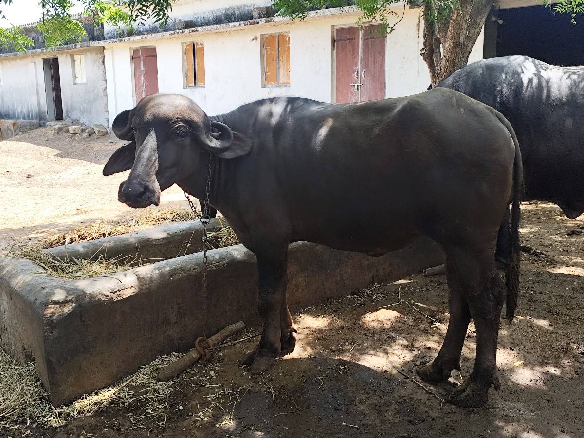 ખડેલી વેચવાની છે