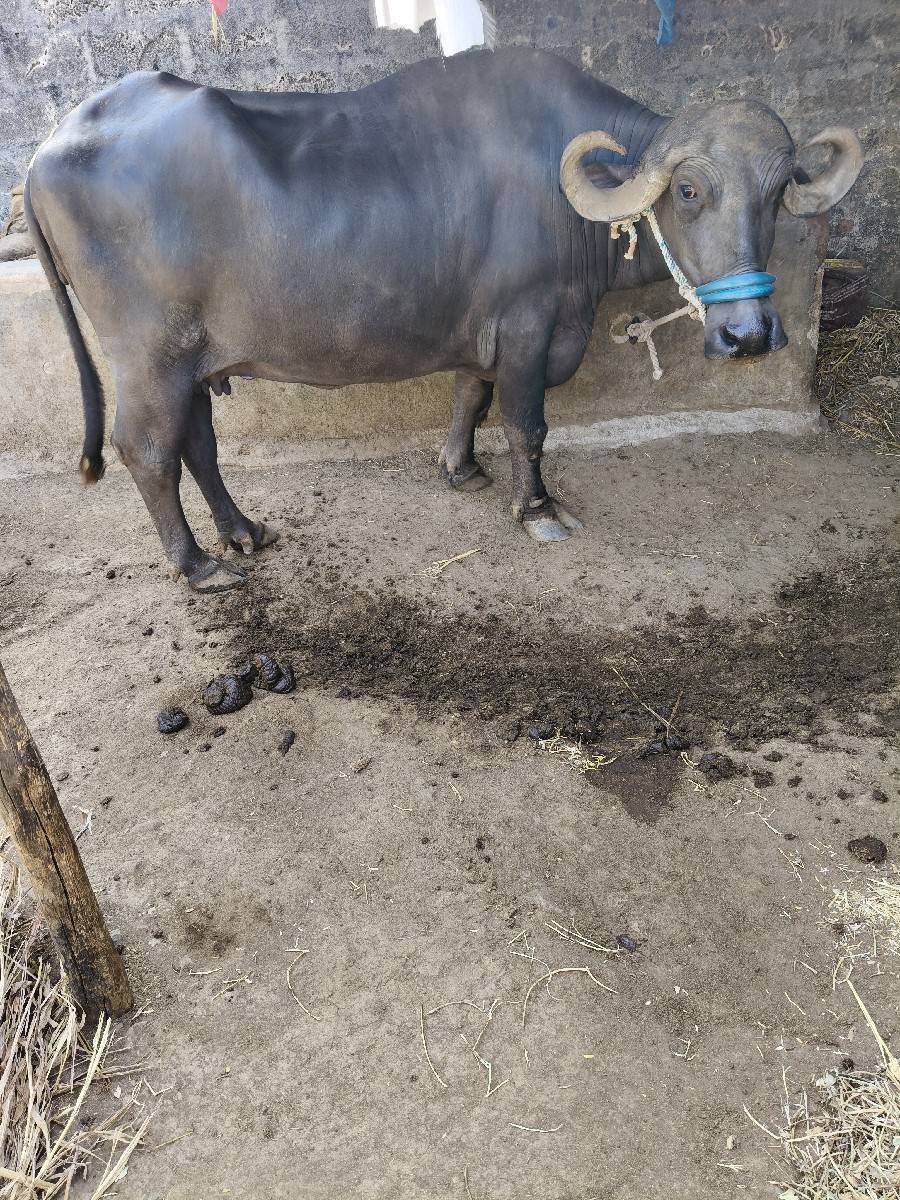 ભેંશ