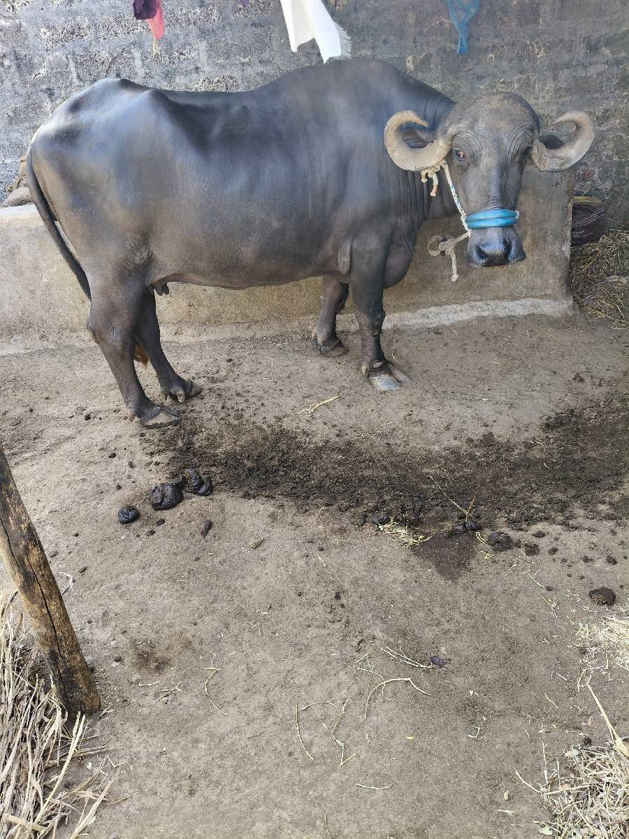 ભેંશ