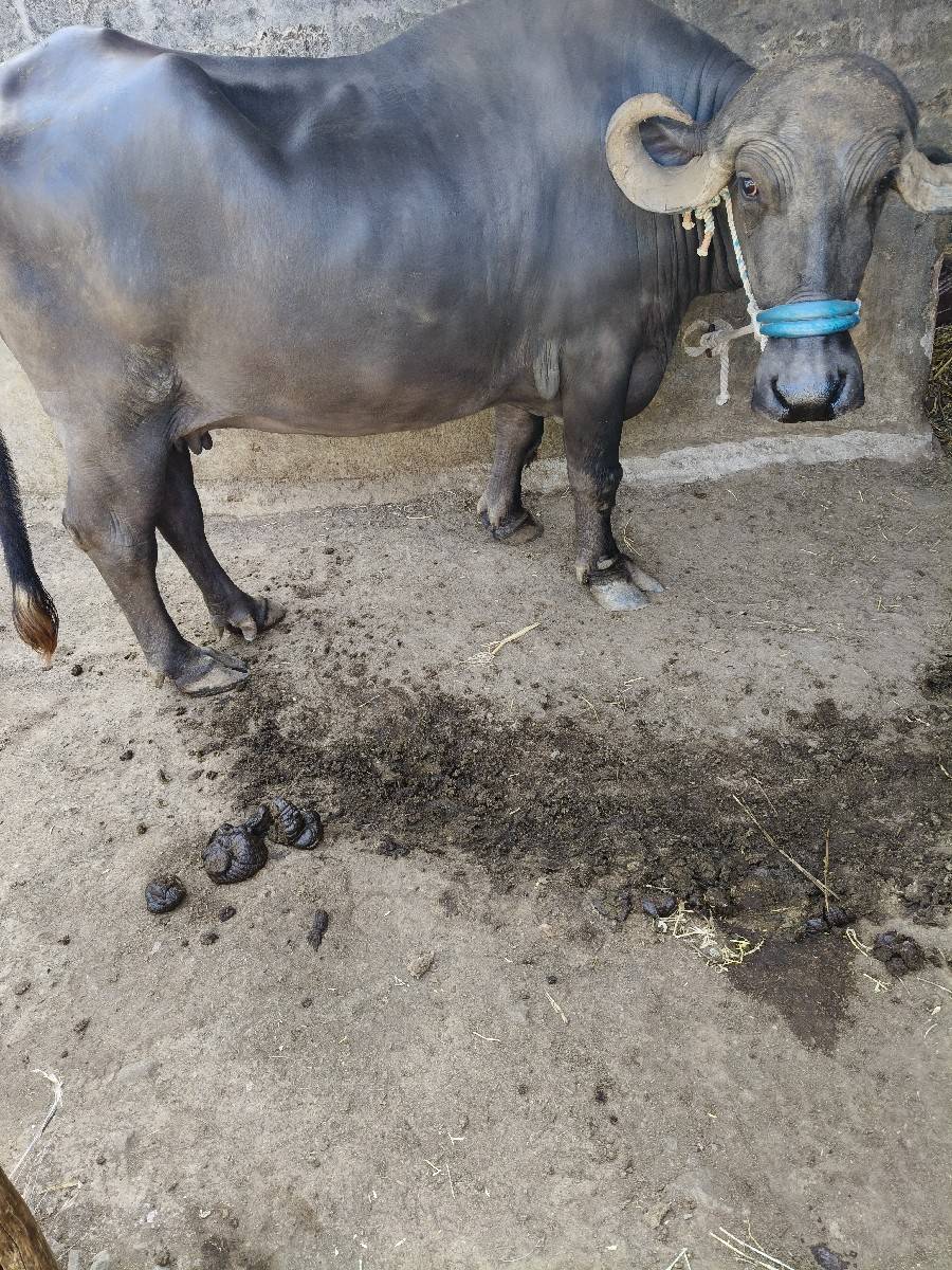 ભેંશ