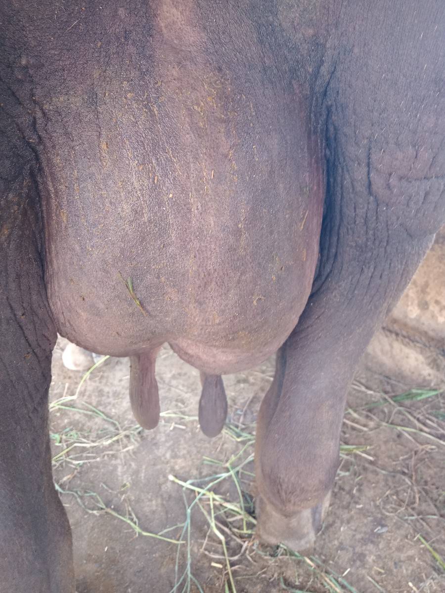 ભેશ વેચવાની છે