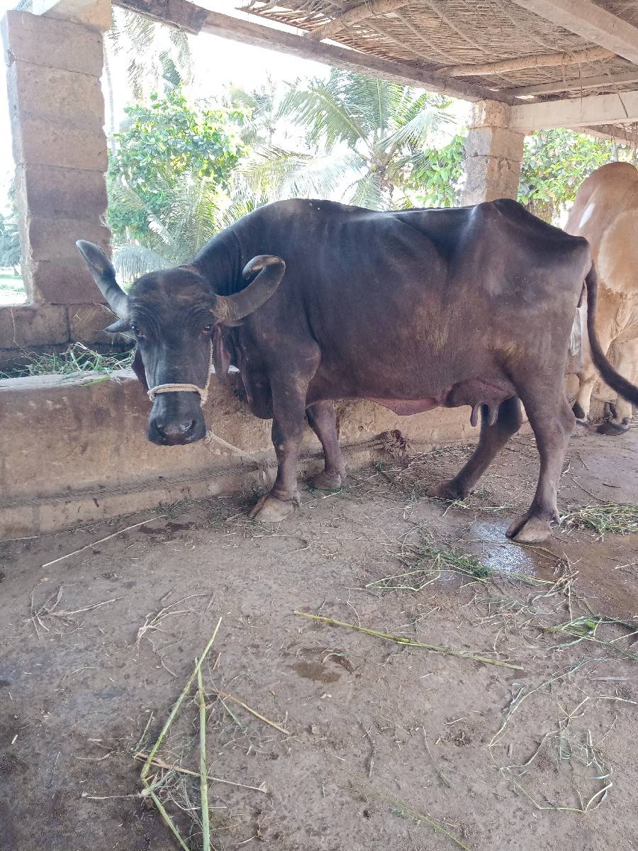 ભેશ વેચવાની છે