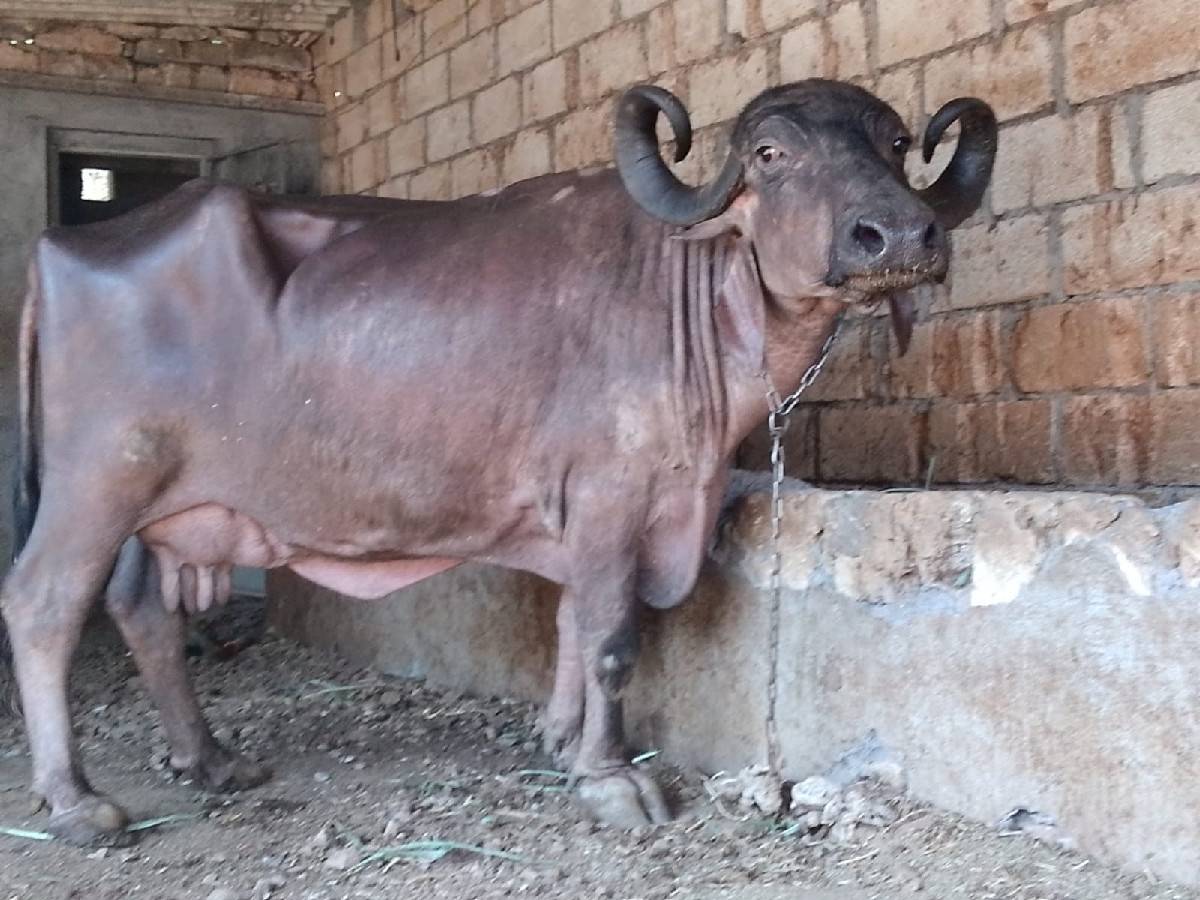 ભેશ વેચવાની છે