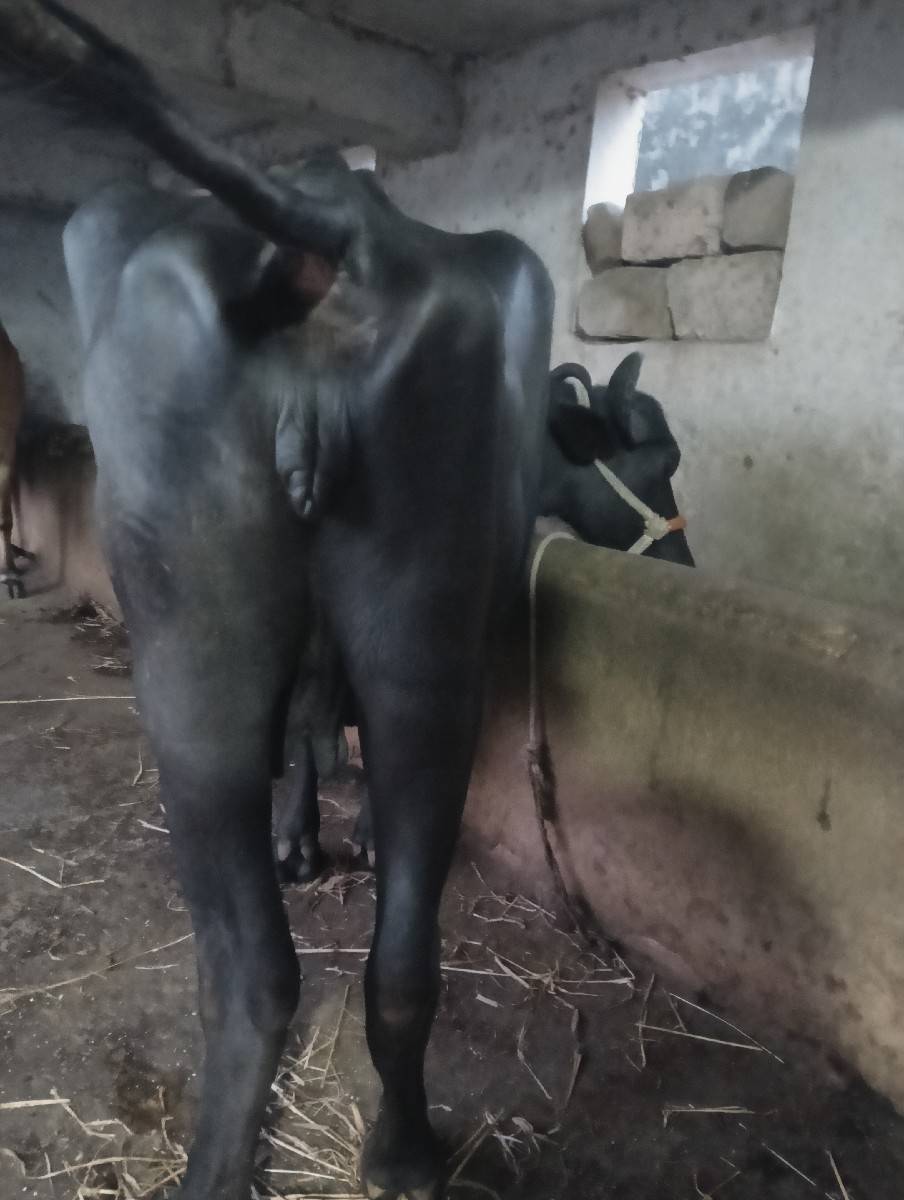 ભેંસ વેચવાની છે