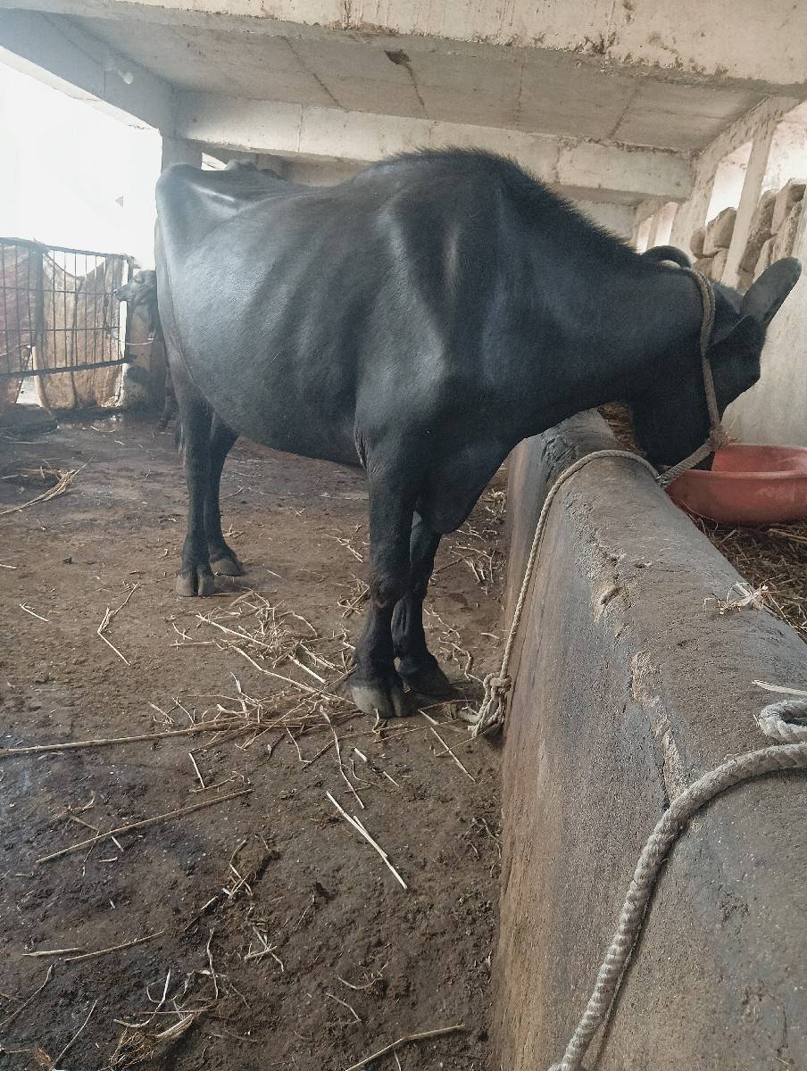 ભેંસ વેચવાની છે