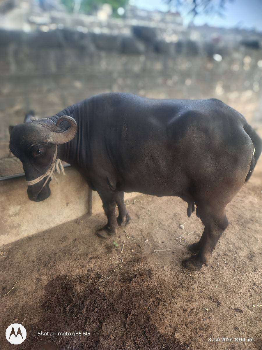 ભેંસ વેચવાની છે