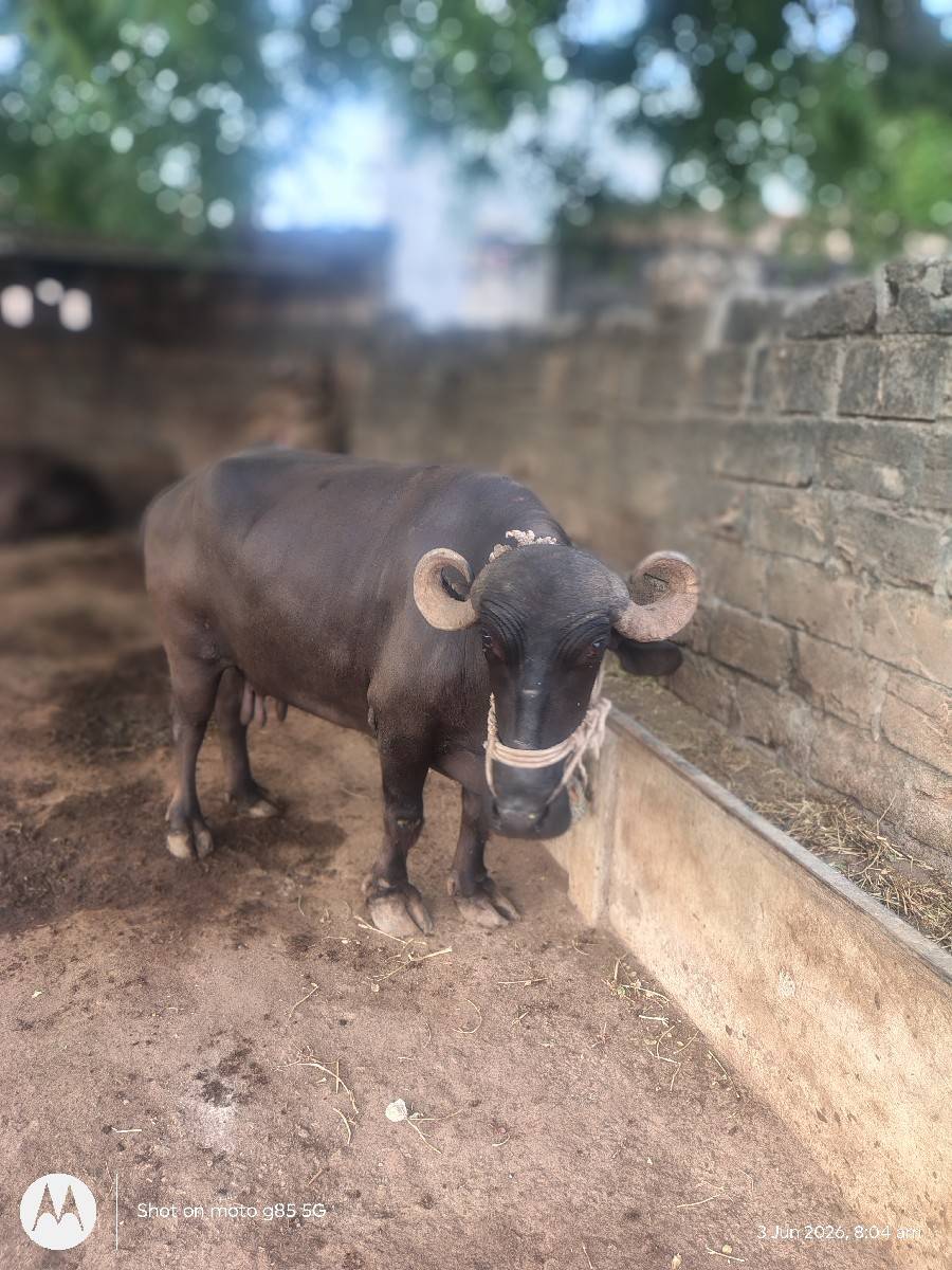 ભેંસ વેચવાની છે