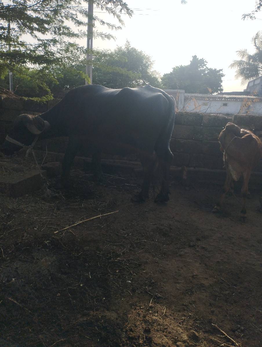 આમાફૉનકરવૉ 6355446889