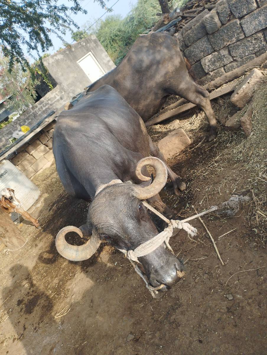 આમાફૉનકરવૉ 6355446889