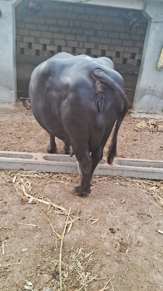 ભેંસ વેચવાની છે