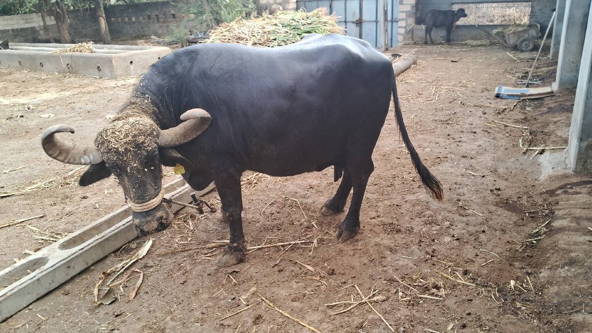 ભેંસ વેચવાની છે