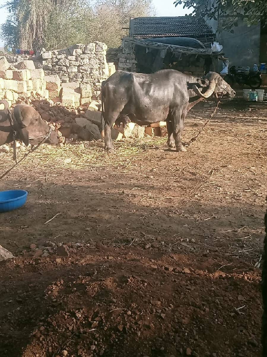 ભેસુ બે વેચવાની છે બેઆઠમયનાધાભણ