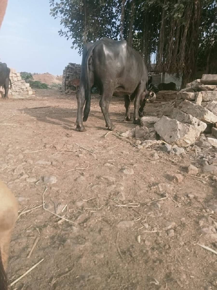 ભેસુ બે વેચવાની છે બેઆઠમયનાધાભણ