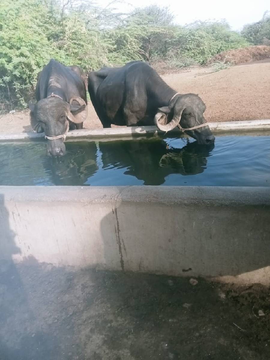 ભેસુ બે વેચવાની છે બેઆઠમયનાધાભણ