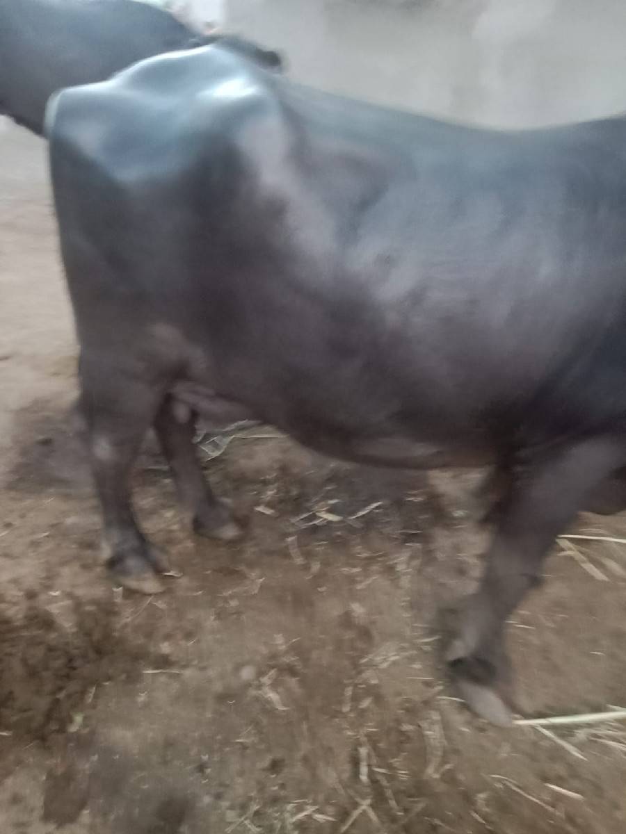 ભેસ વેચવા ની છે
