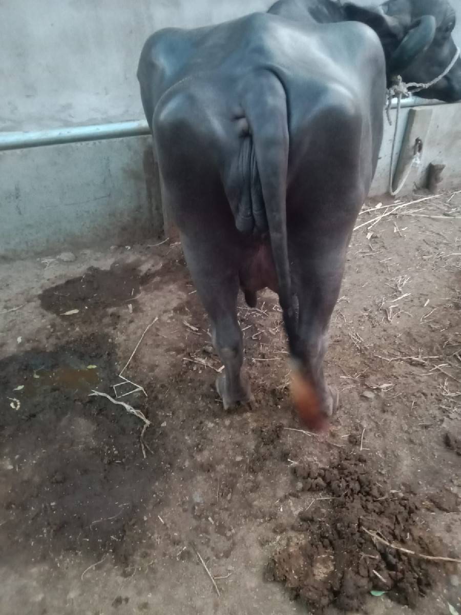ભેસ વેચવા ની છે
