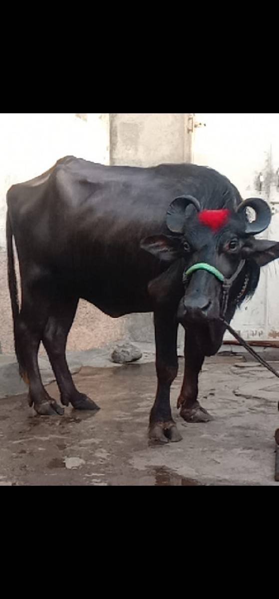 ભેંસ વેચવાનું છે 2 છે
