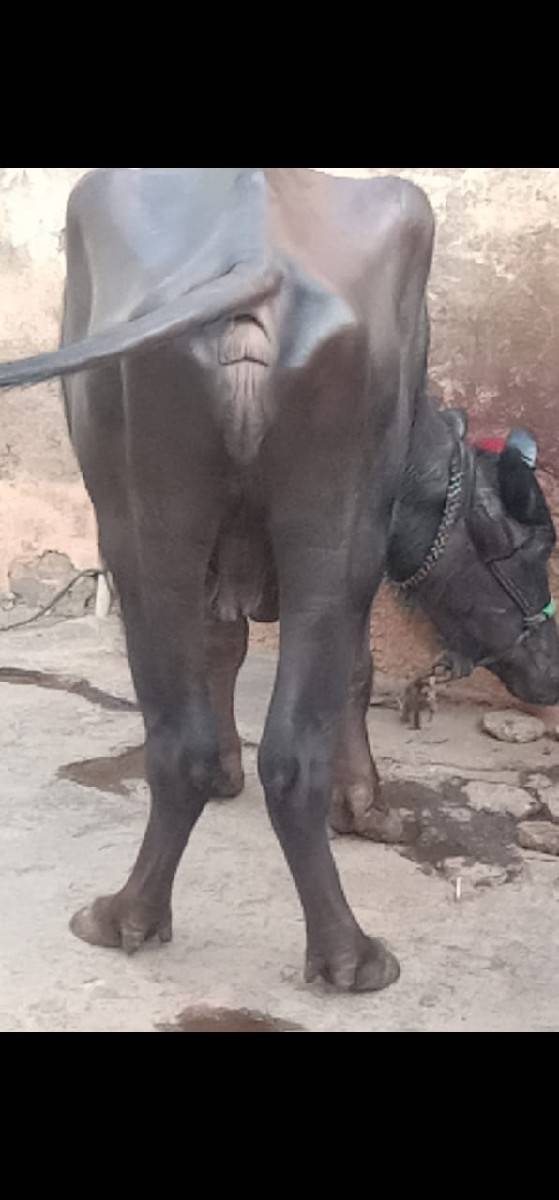 ભેંસ વેચવાનું છે 2 છે