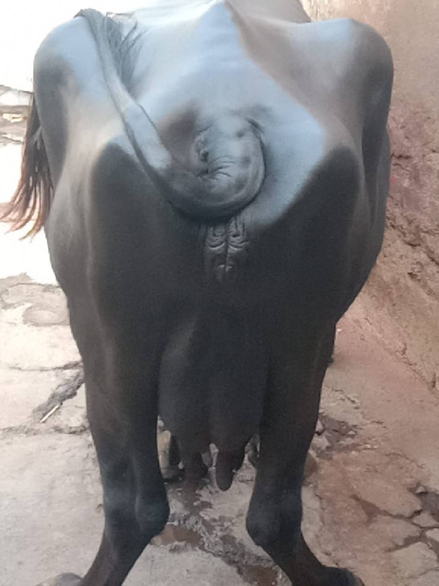 ભેંસ વેચવાનું છે 2 છે