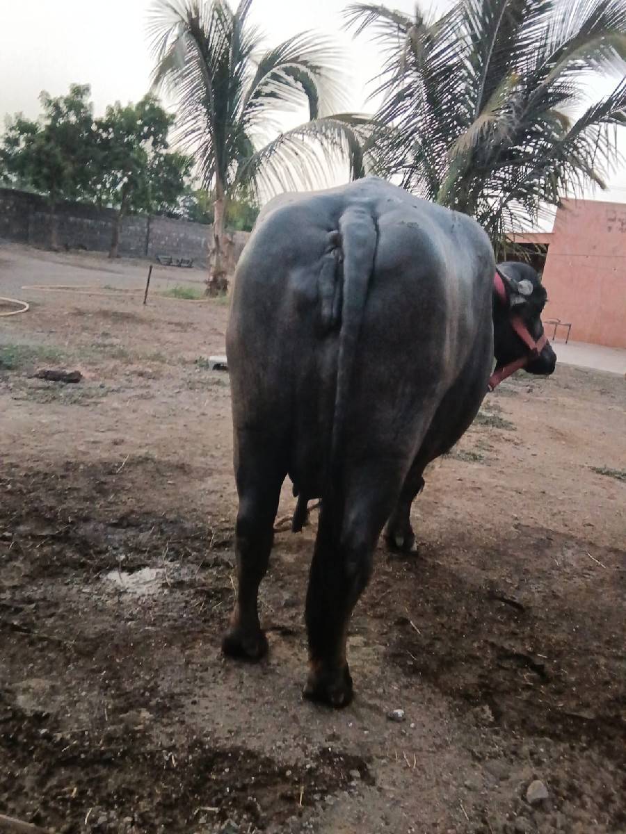 ભેસ વેચવાનિ છે