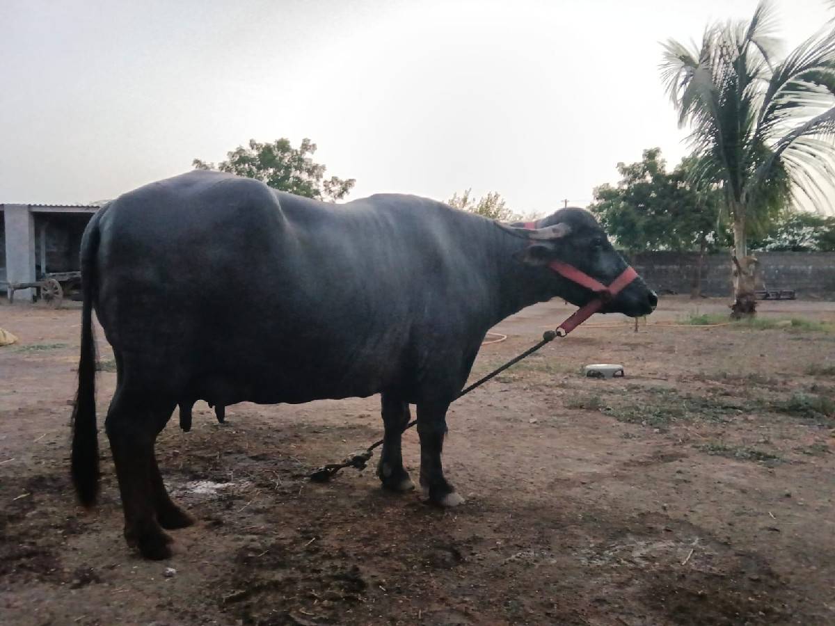ભેસ વેચવાનિ છે