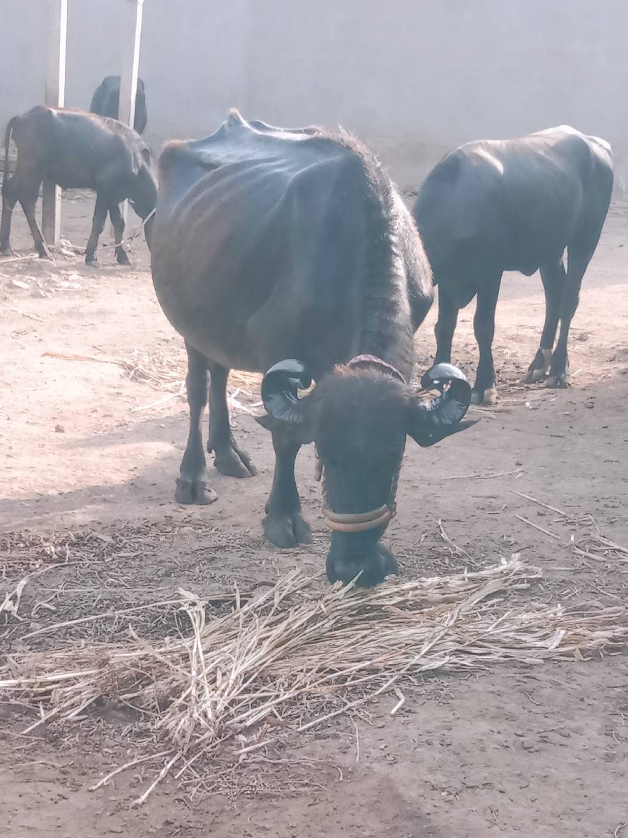 ભેંસ વેચવાની છે
