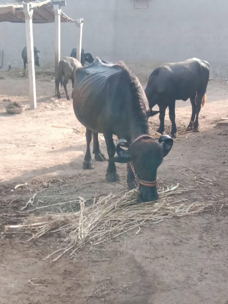ભેંસ વેચવાની છે
