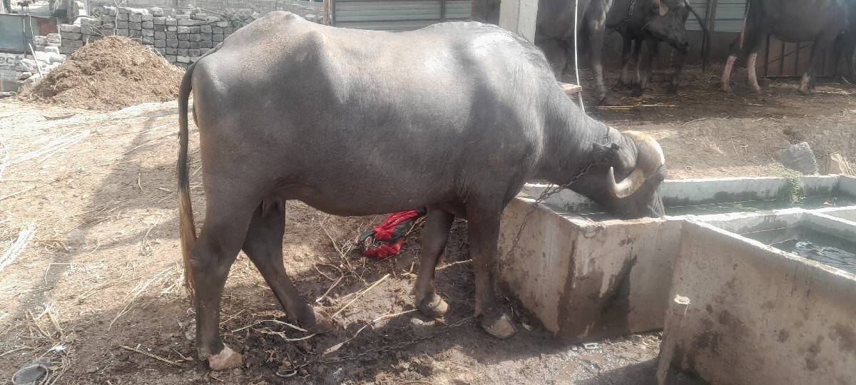 પેલા વેતર મા ભેશ વેશવાની છે