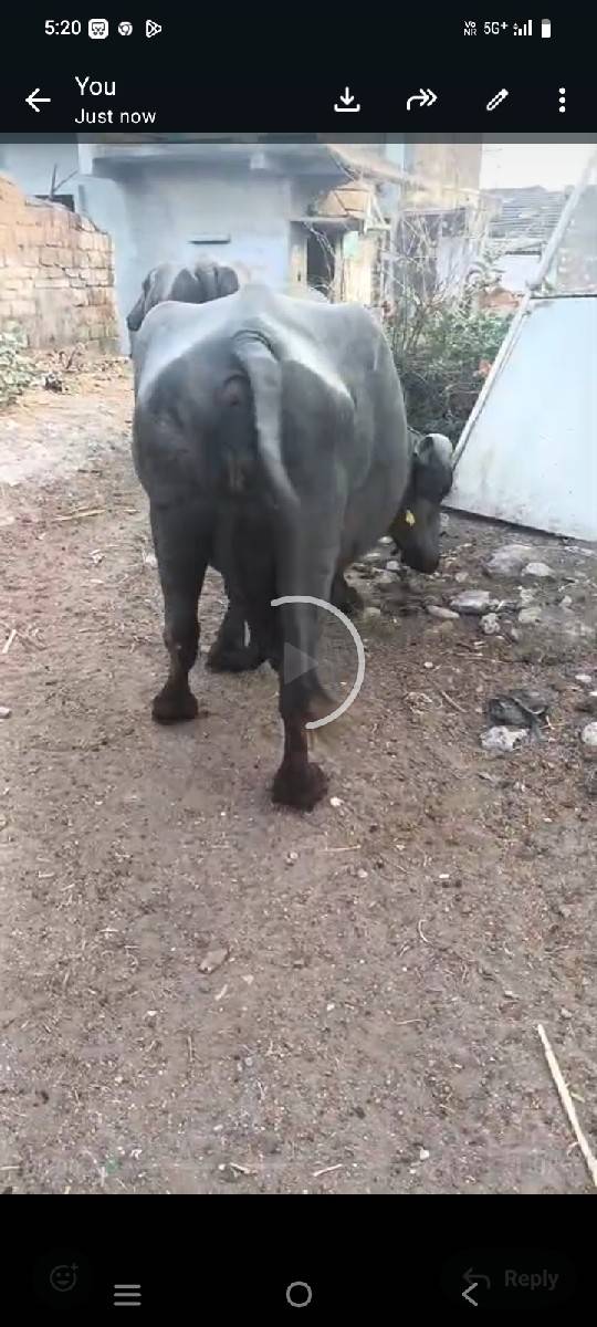 આ ભેસ વેચવાનીસે